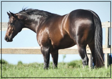 Mauser Fly VM - Coberturas